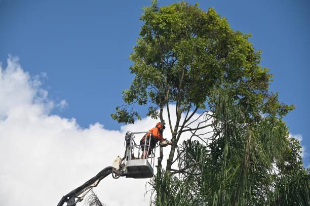 Paris, MO Tree Services Company