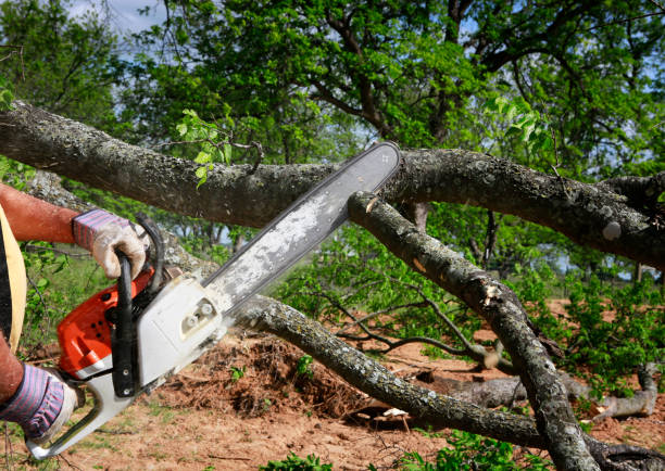 How Our Tree Care Process Works  in  Paris, MO